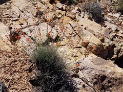 Sphaeralcea leptophylla