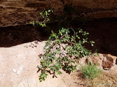 Frangula betulifolia