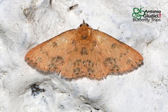 Corgatha semipardata