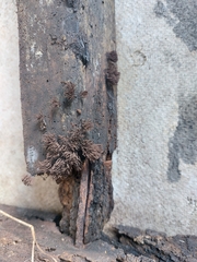 Stemonitis axifera