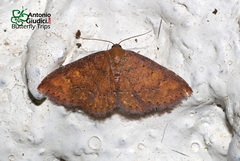 Cerynea punctilinealis