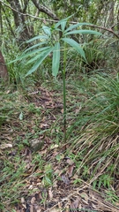 Arisaema heterophyllum