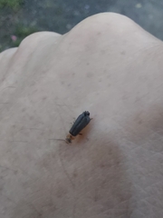 Melandryidae