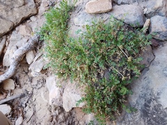 Oreoxis trotteri