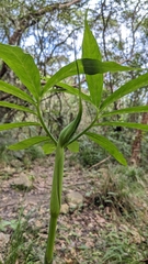 Arisaema heterophyllum