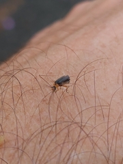 Melandryidae