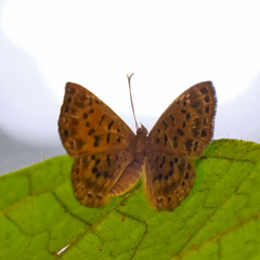 Adelotypa leucophaea