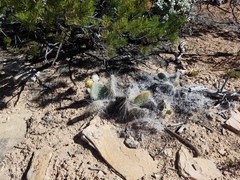 Opuntia trichophora