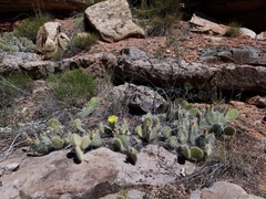 Opuntia trichophora