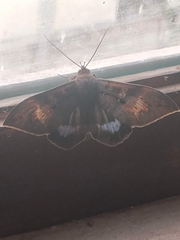 Ischyja manlia