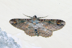 Iridopsis appetens