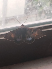 Ischyja manlia