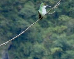 Elliotomyia chionogaster