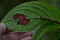 Columnea consanguinea