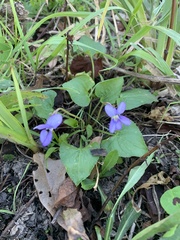 Viola septemloba
