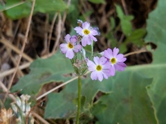 Primula specuicola