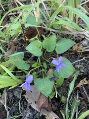 Viola septemloba