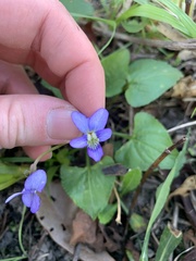 Viola septemloba