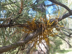 Arceuthobium divaricatum