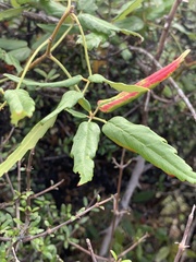 Rubus schmidelioides