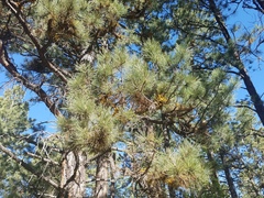 Arceuthobium divaricatum