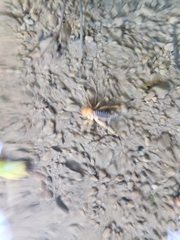 Ammopelmatus