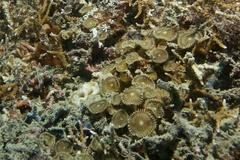 Palythoa heliodiscus