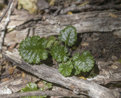Rubus geoides