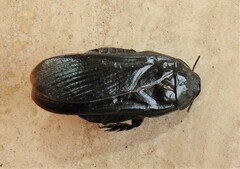 Panesthiinae
