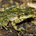 Brazilian Torrent Frog - Photo (c) 2011 Carlos Henrique Luz Nunes de Almeida, some rights reserved (CC BY)