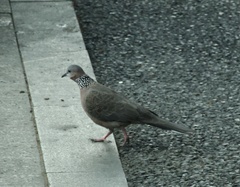 Streptopelia chinensis