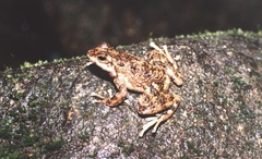 Warty Tree Toad photo 2