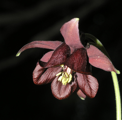 Aquilegia atrovinosa