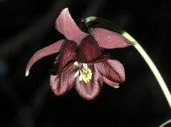 Aquilegia atrovinosa