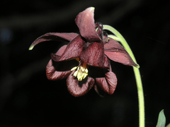 Aquilegia atrovinosa