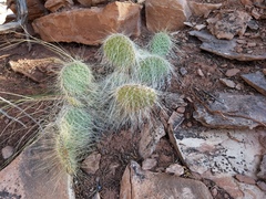 Opuntia trichophora