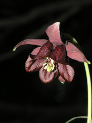 Aquilegia atrovinosa