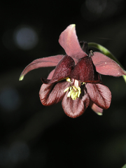 Aquilegia atrovinosa