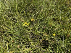 Leobordea