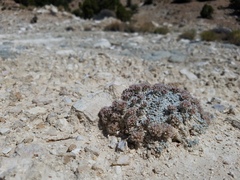 Eriogonum soredium