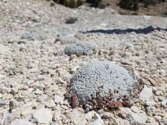 Eriogonum soredium