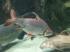 Semaprochilodus taeniurus