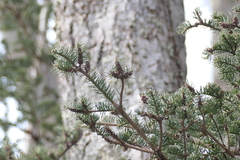 Adelges abietis