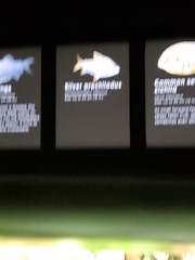 Semaprochilodus taeniurus