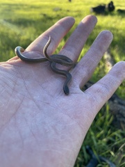 Contia tenuis