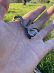 Contia tenuis