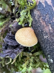 Crepidotus calolepis