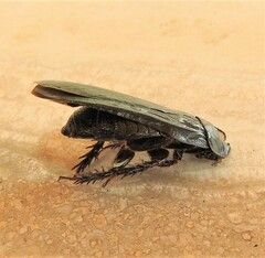 Panesthiinae