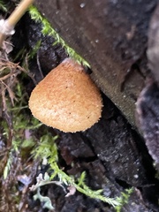 Crepidotus calolepis