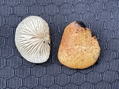 Crepidotus calolepis